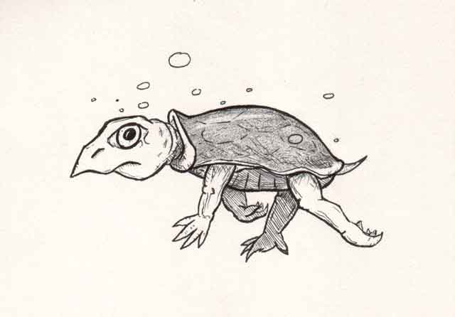 Small Water Turtle Swimming